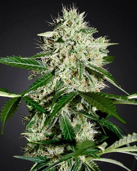 auto northern lights