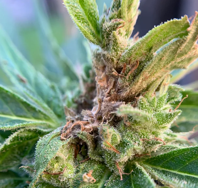 how to remove bud rot