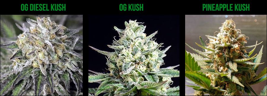What does OG in OG kush stand for og kush and offspring