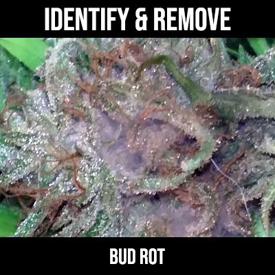 bud rot on cannabis bud