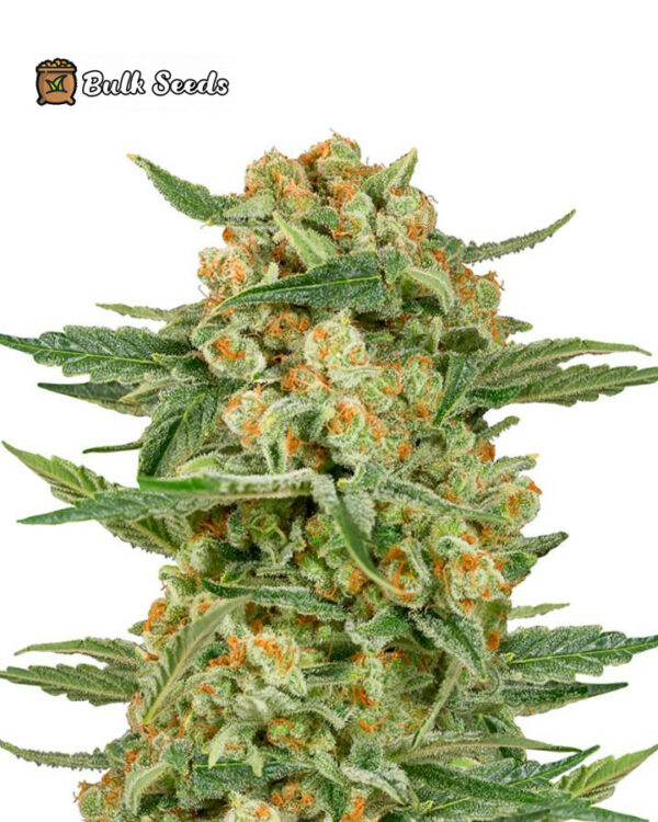 Auto Critical Cheese Seeds