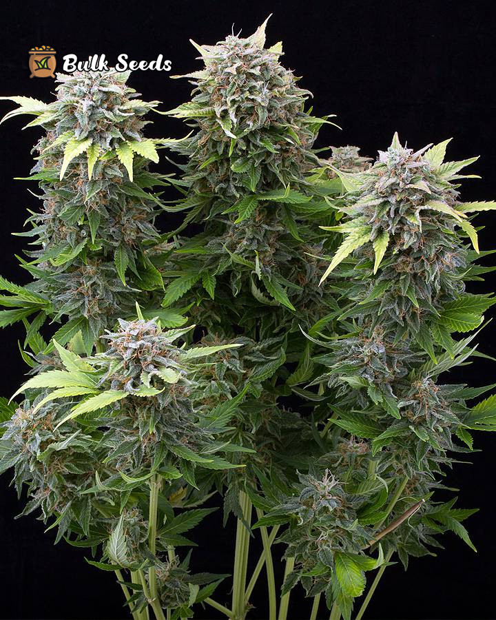 Auto Moby Dick Seeds