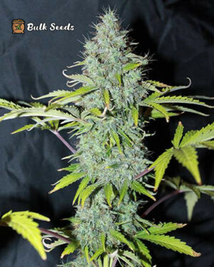 Auto Sweet Tooth Seeds