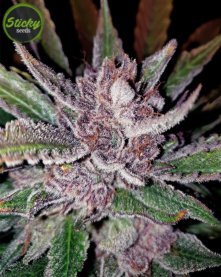 Blackberry Kush Feminized Seeds BULK SEEDS