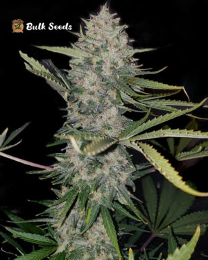 Girl Scout Cookies Feminized Seeds