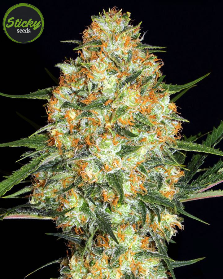 Hindu Kush Feminized Seeds BULK SEEDS