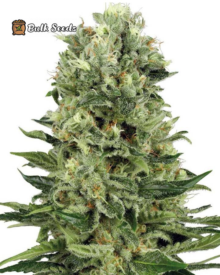 Northern Fire Feminized Seeds