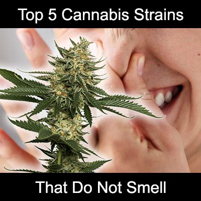 top 5 cannabis strains that do not smell