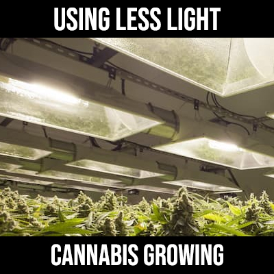 using less light at the end of flowering
