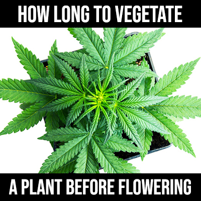 How long to vegetate a plant before flowering