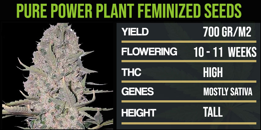Pure Power Plant Grow Journal - The Best Week by Week Guide