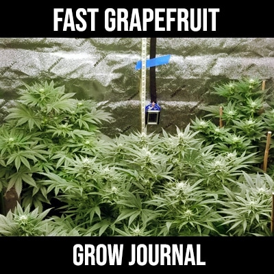 fast grapefruit grow journal