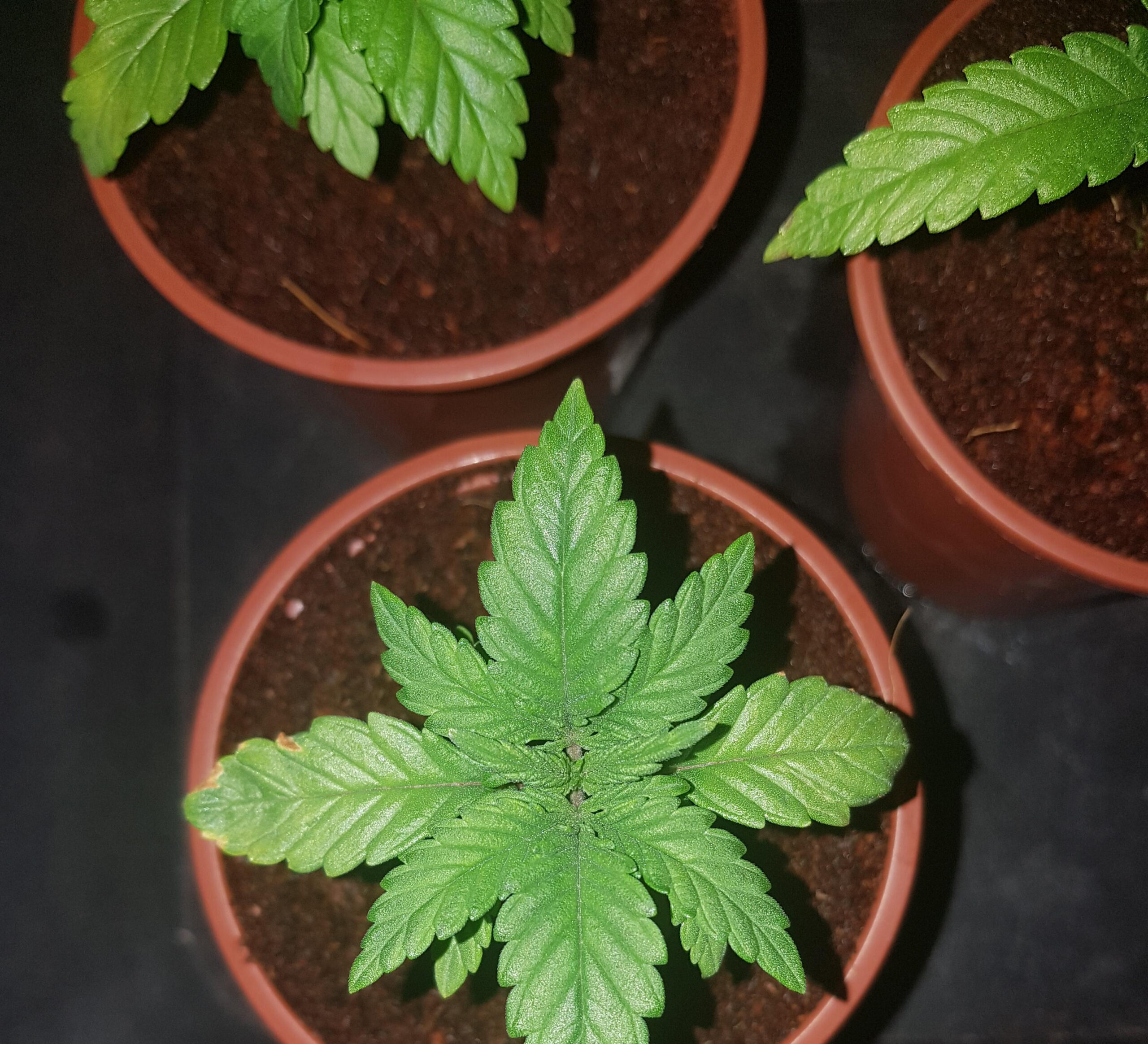 Pure Power Plant Grow Journal - The Best Week by Week Guide